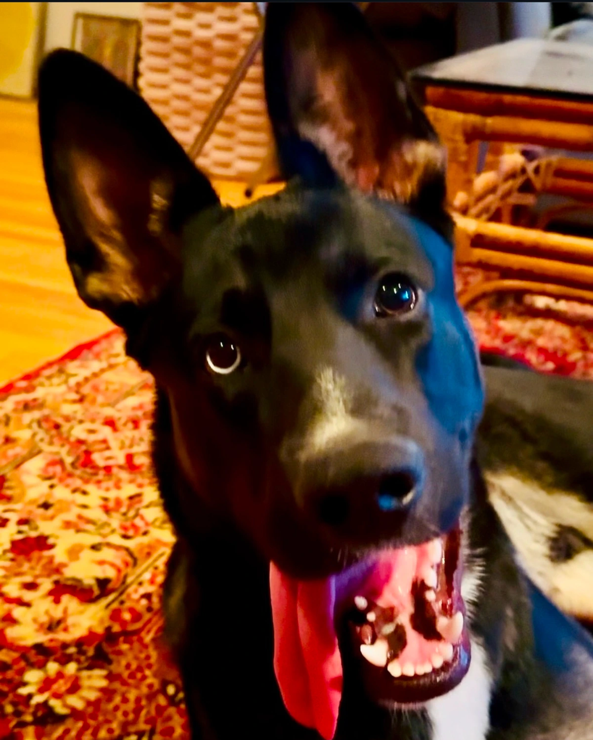 A close-up photograph of Jasper with a wide, goofy smile.
