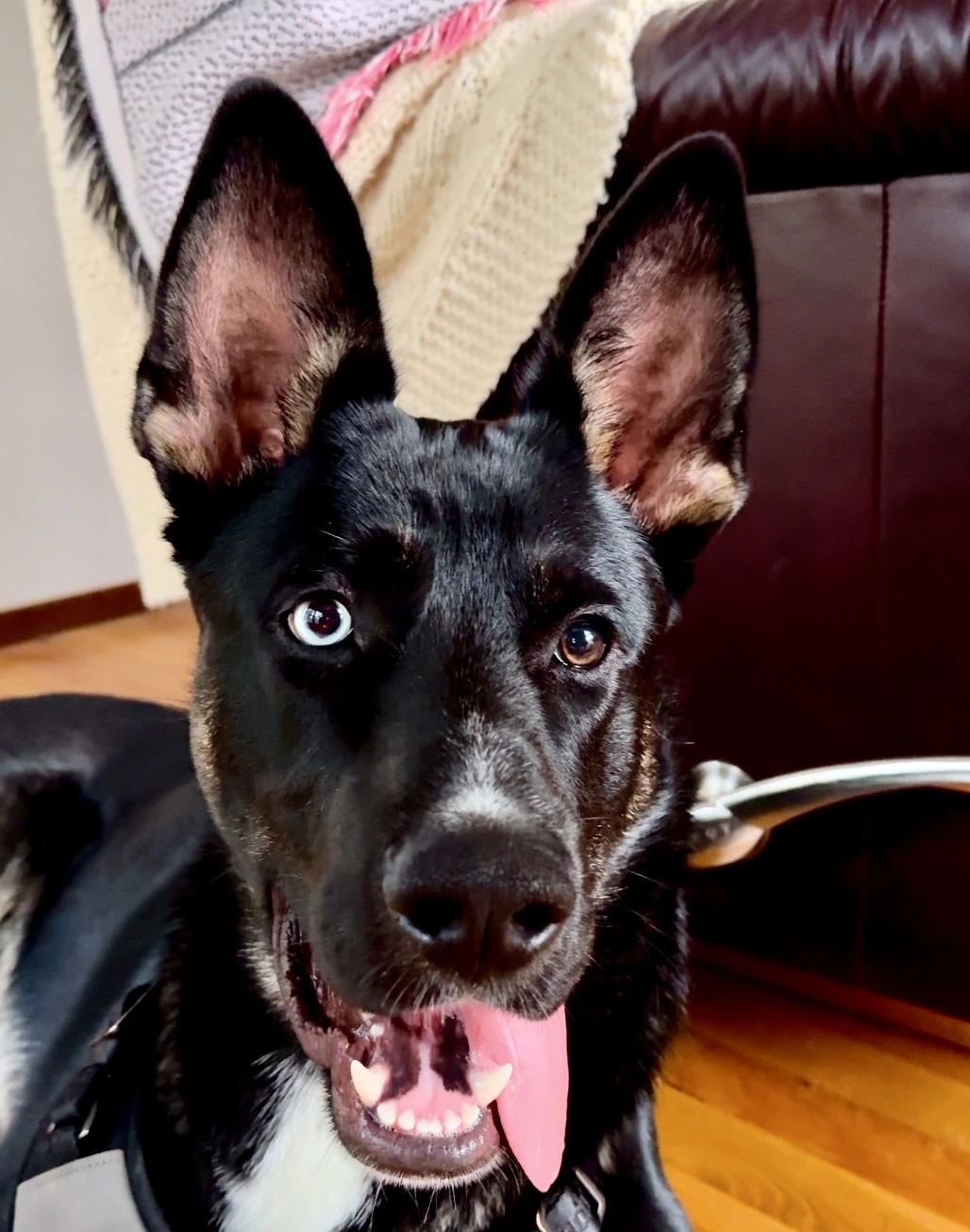 Jasper looking at the camera with his tongue out.